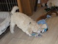 /album/fotogalerie-vrh-c-litter-c/dorly-stenatka-c-48-den-007w-jpg/